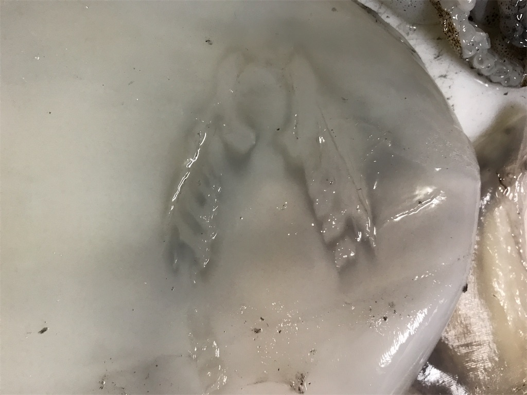 強風にも負けず 上越でエギング初心者がアオリイカ釣りを頑張ってみた ぴょんぴょんサーチｖｓエギ王ｑｌｉｖｅハイコントラストカラー編 多趣味life