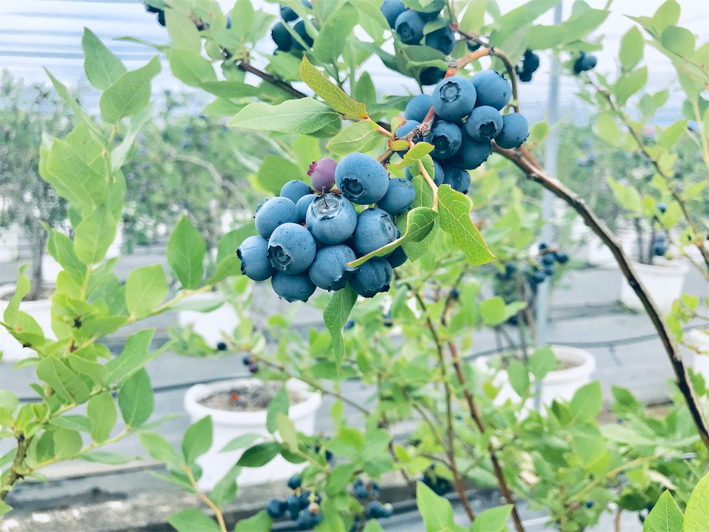 f:id:qoorallf:20190709201107j:plain