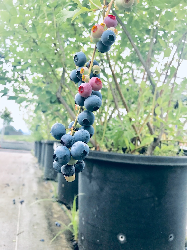 f:id:qoorallf:20190709201210j:image