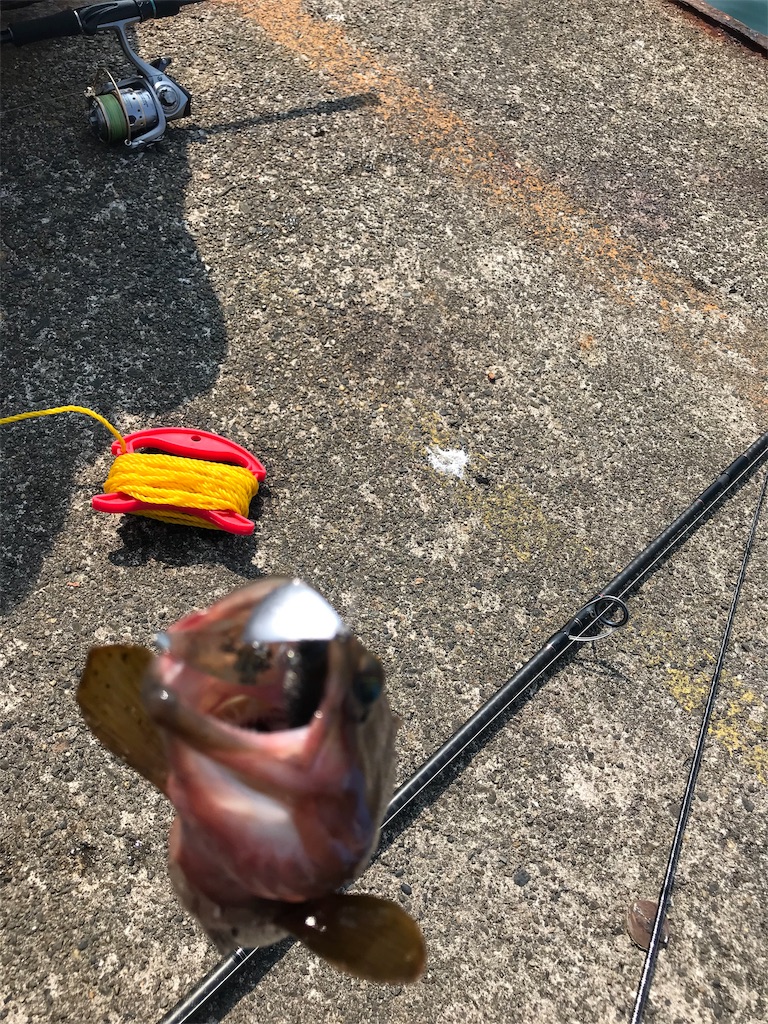 f:id:qoorallf:20190731234628j:image