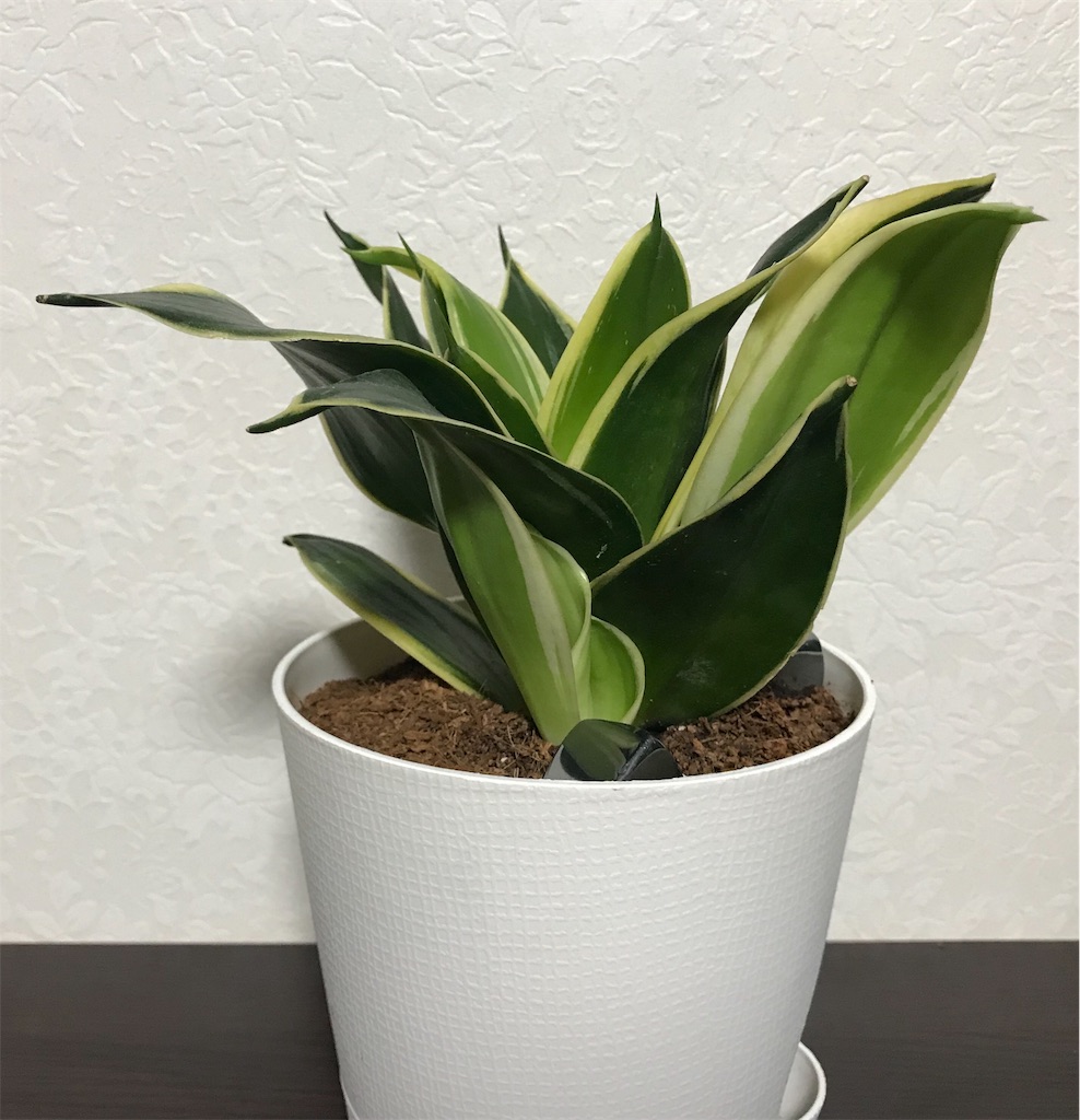 ダイソーで買った観葉植物がとても優秀 週一の水やりでぐんぐん成長中 多趣味life ダイソーで買った観葉植物がとても優秀 週一の水やりでぐんぐん成長中 多趣味life