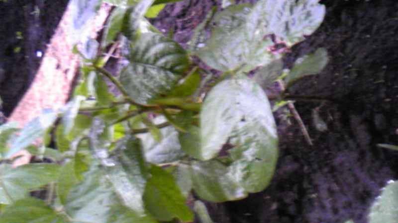 f:id:qoostar:20090608165000j:image f:id:qoostar:20090608165000j:image