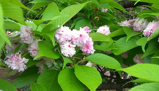 f:id:qooton:20150401095201j:plain f:id:qooton:20150401095201j:plain