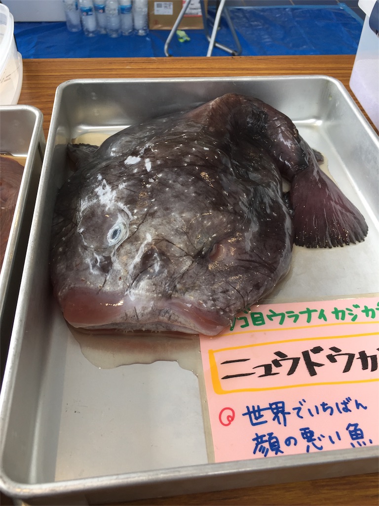 f:id:qpkingna:20171028223134j:image