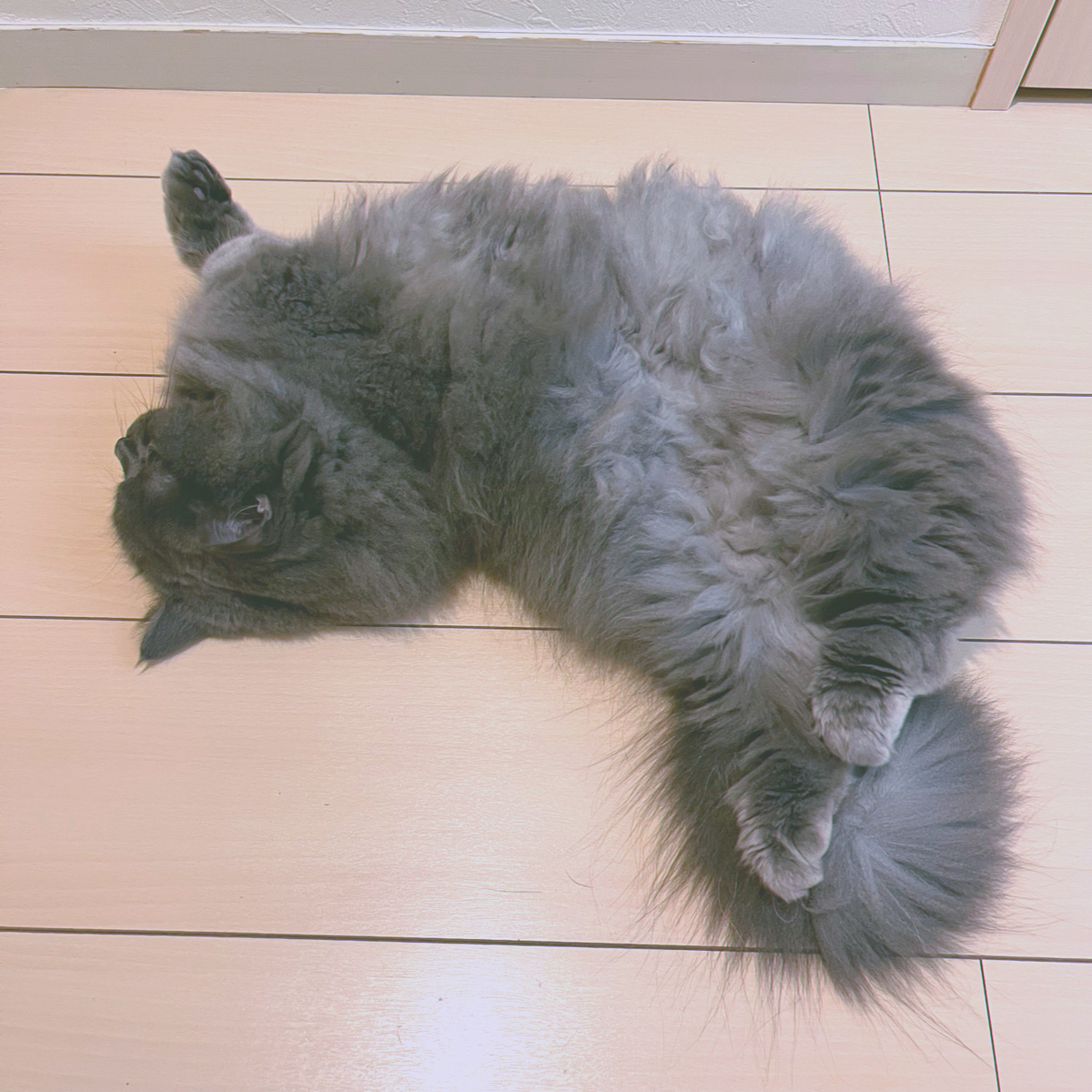 f:id:qqlium:20211122032537j:plain