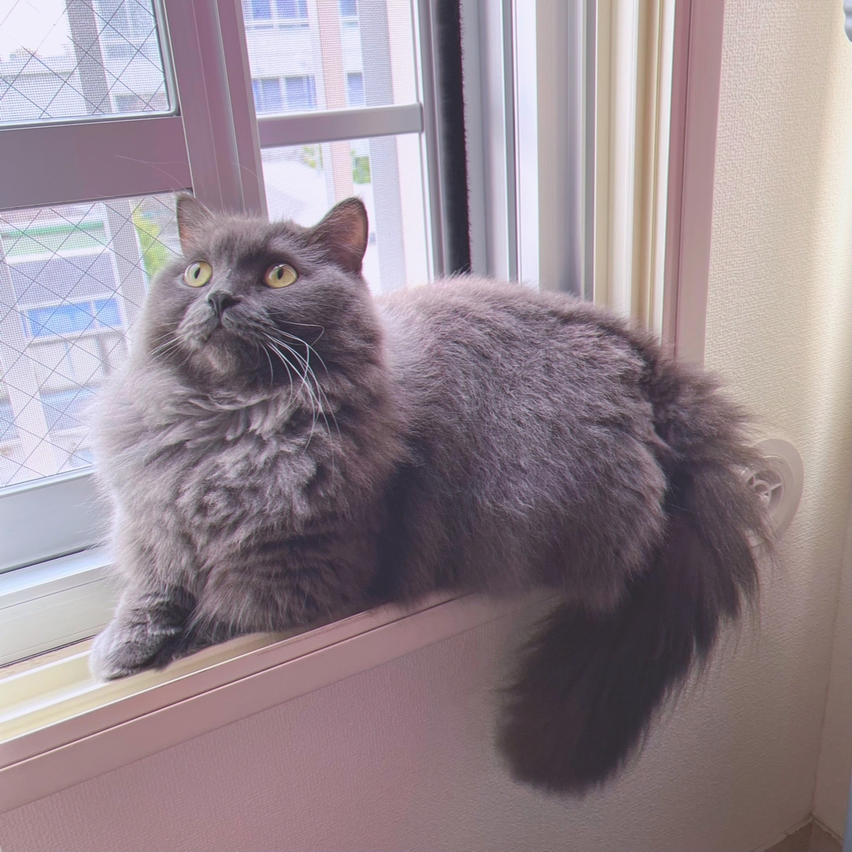 f:id:qqlium:20211122033456j:plain