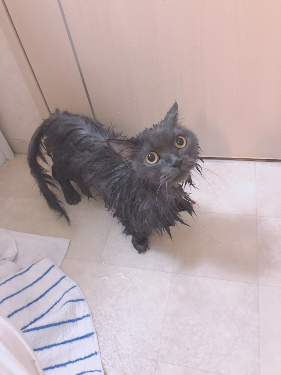 f:id:qqlium:20211122034311j:plain