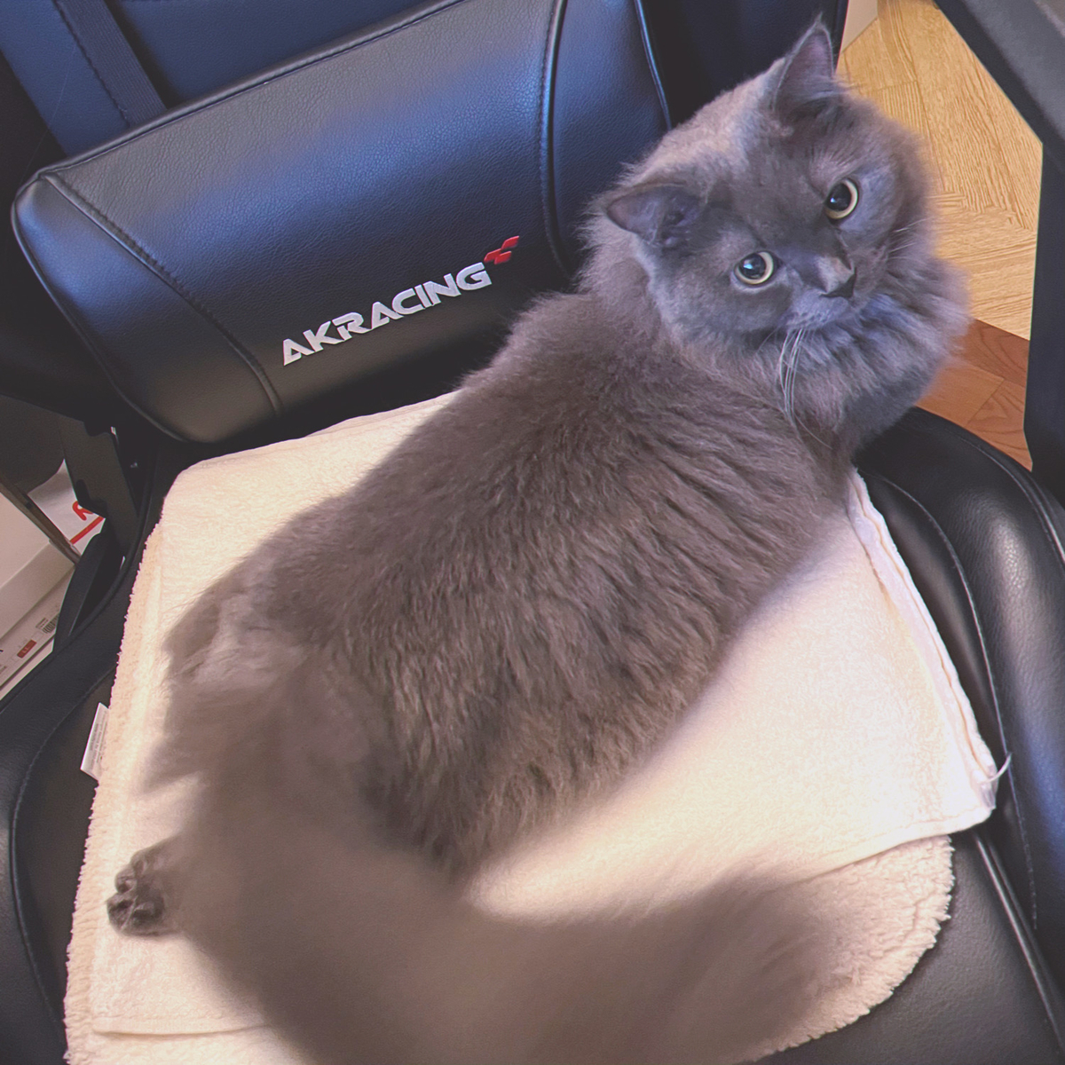 f:id:qqlium:20211122035804j:plain