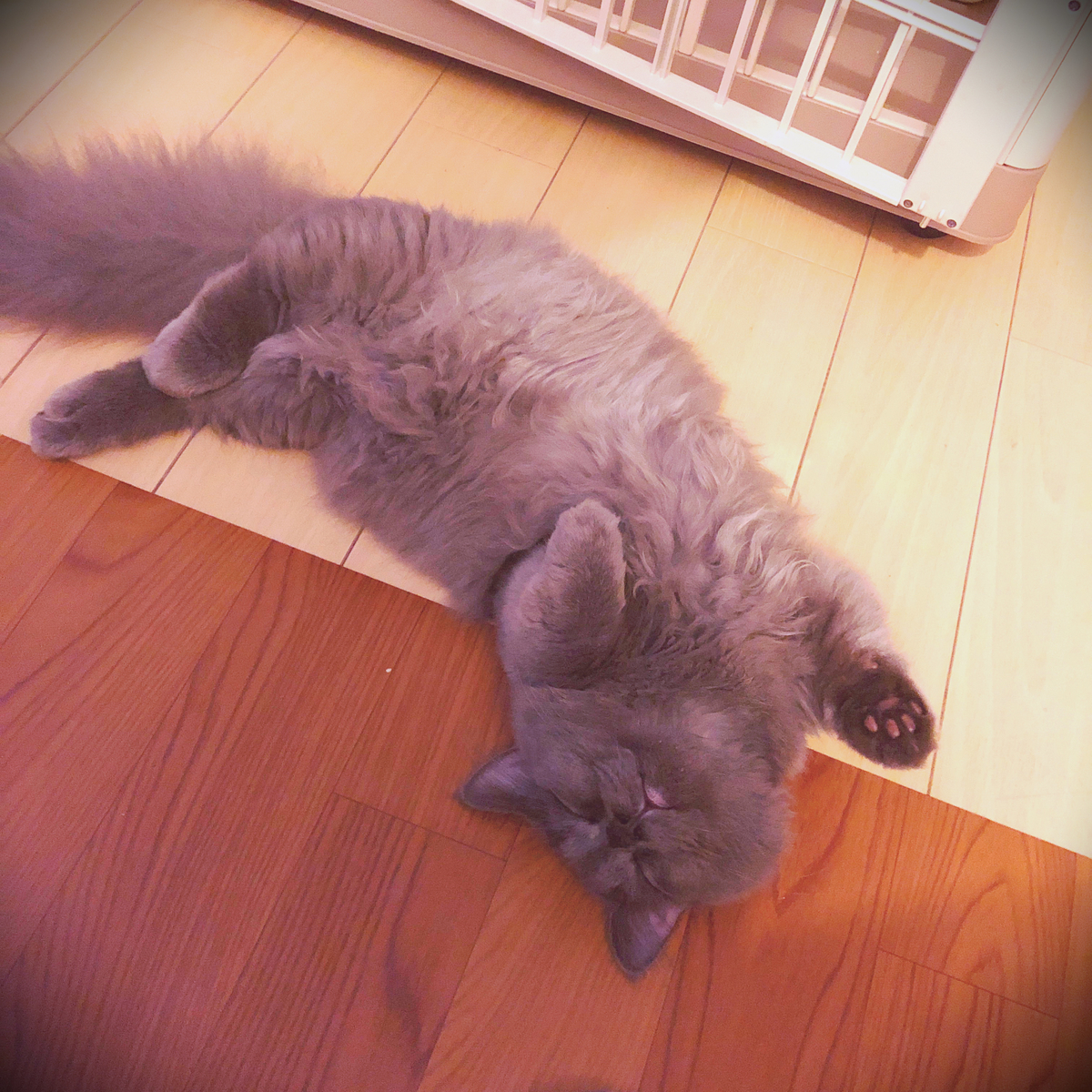 f:id:qqlium:20211126161708j:plain