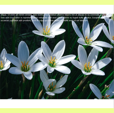 ウィンドウサイズ大