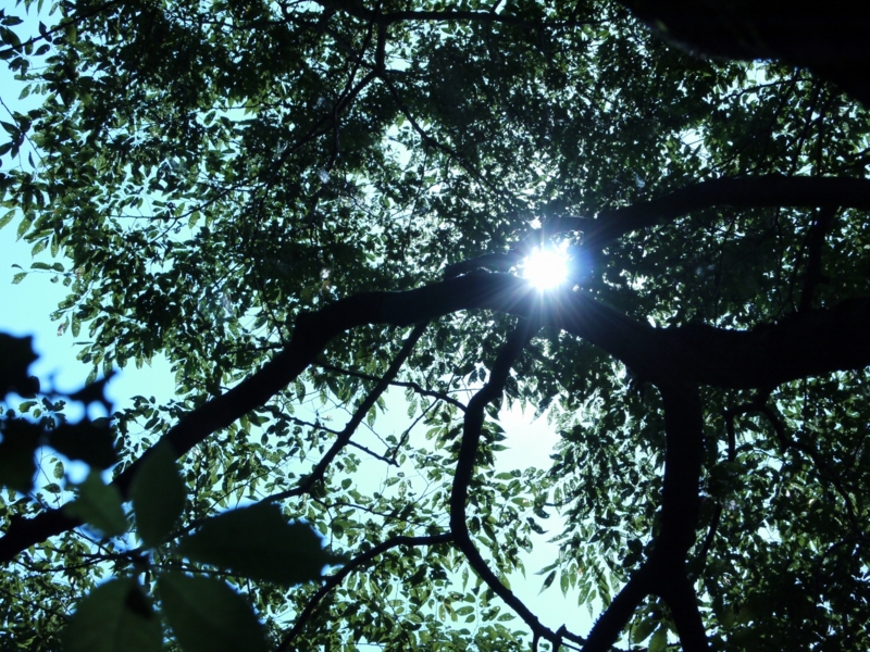 f:id:qshiro:20110810103059j:image:w640