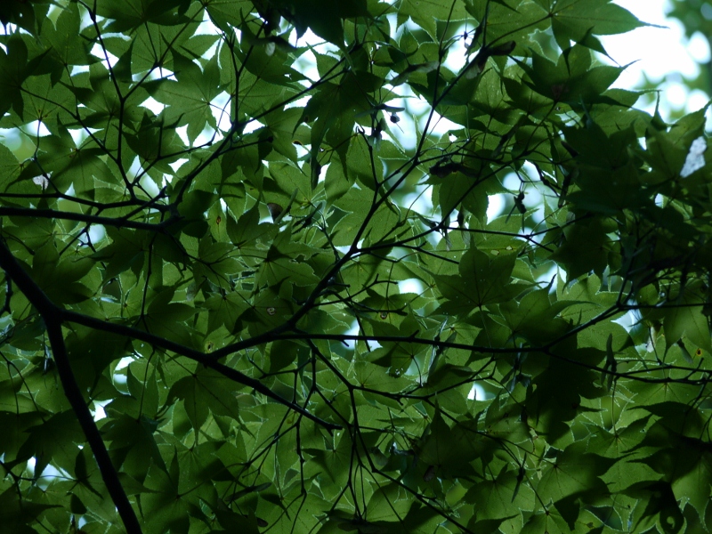 f:id:qshiro:20110810111842j:image:w640