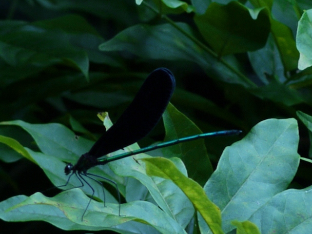 f:id:qshiro:20110810120537j:image:w640