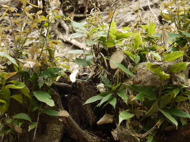 f:id:qshiro:20110819110829j:image:w300:right