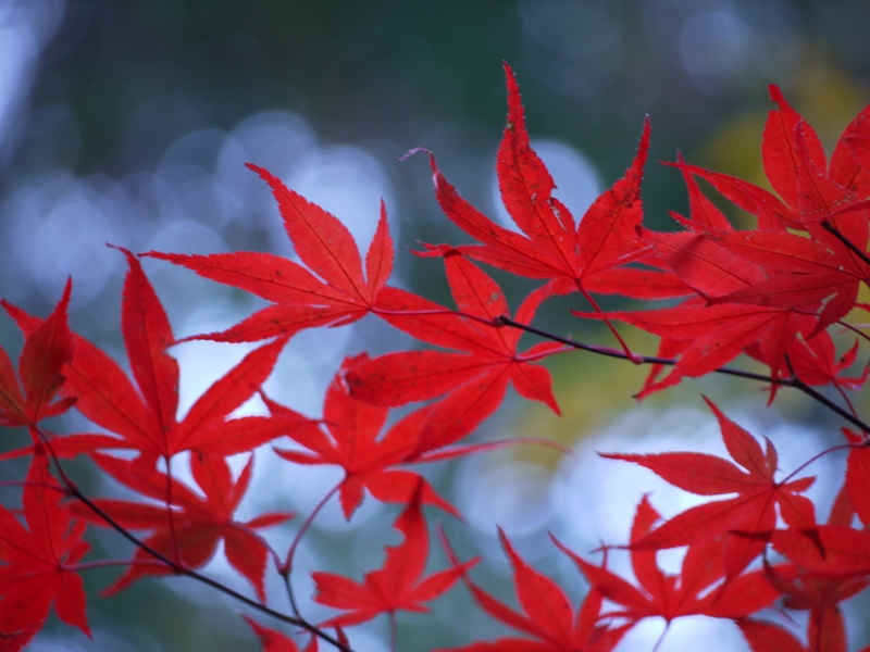 f:id:qshiro:20111121114005j:image:w360