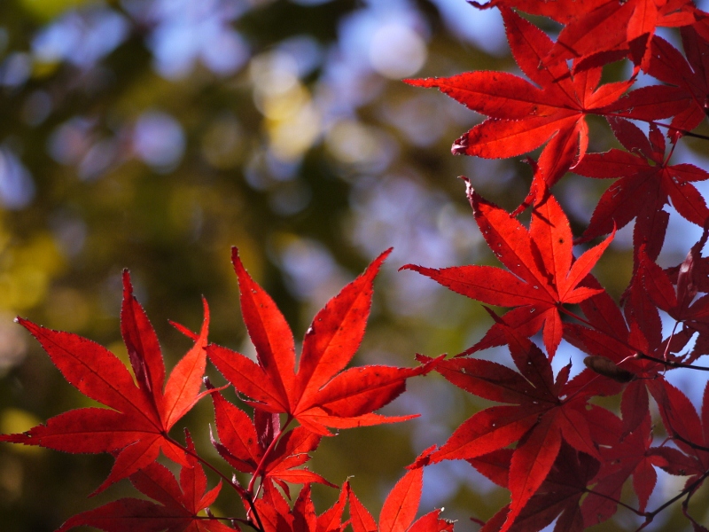 f:id:qshiro:20111121114332j:image:w360