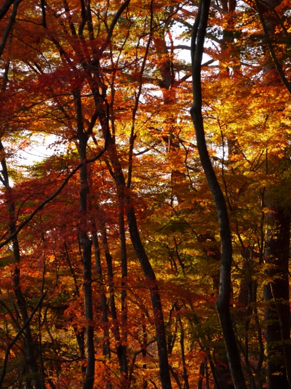 f:id:qshiro:20111204065603j:image:w360