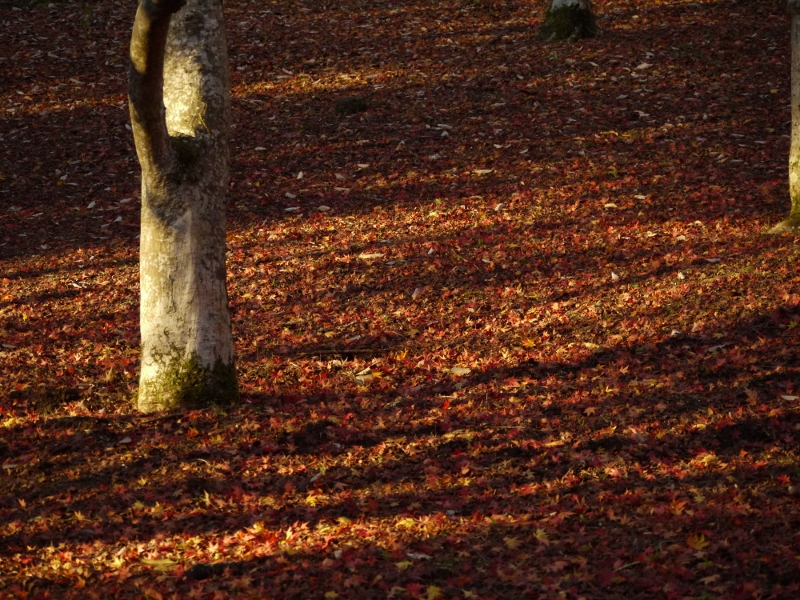 f:id:qshiro:20111204071502j:image:w360