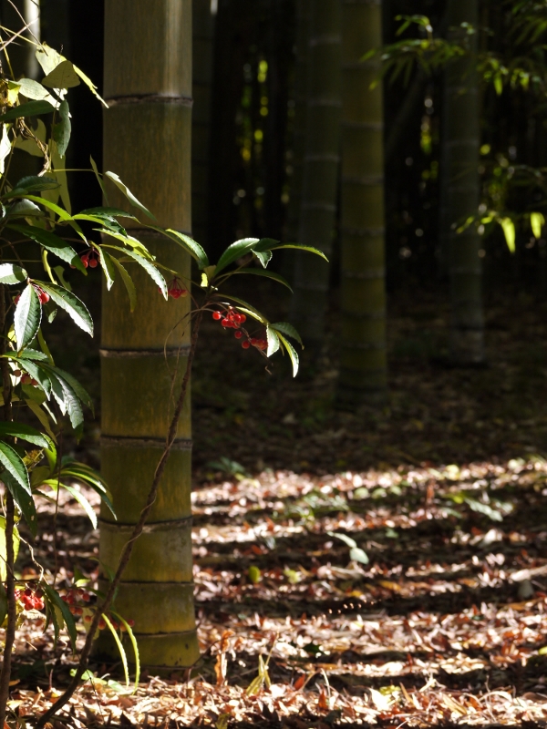 f:id:qshiro:20111204093835j:image:w360