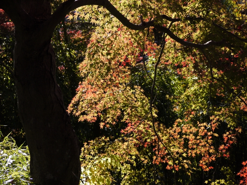 f:id:qshiro:20111204095003j:image:w360