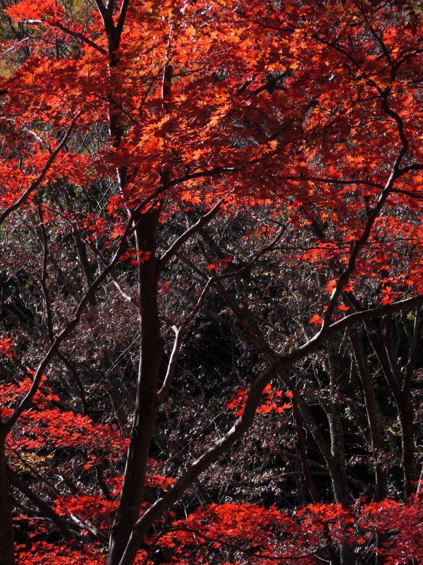 f:id:qshiro:20111204101854j:image:w360