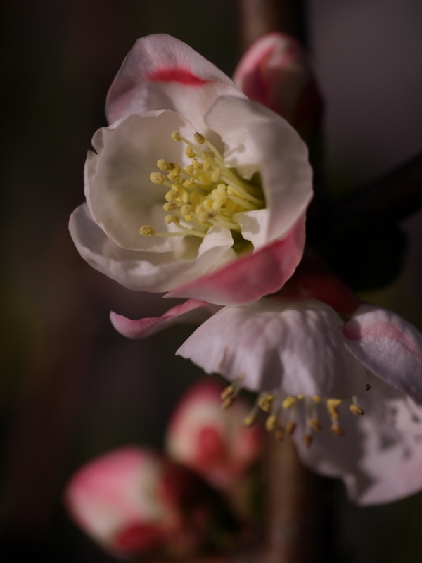 f:id:qshiro:20120401162338j:image:w360