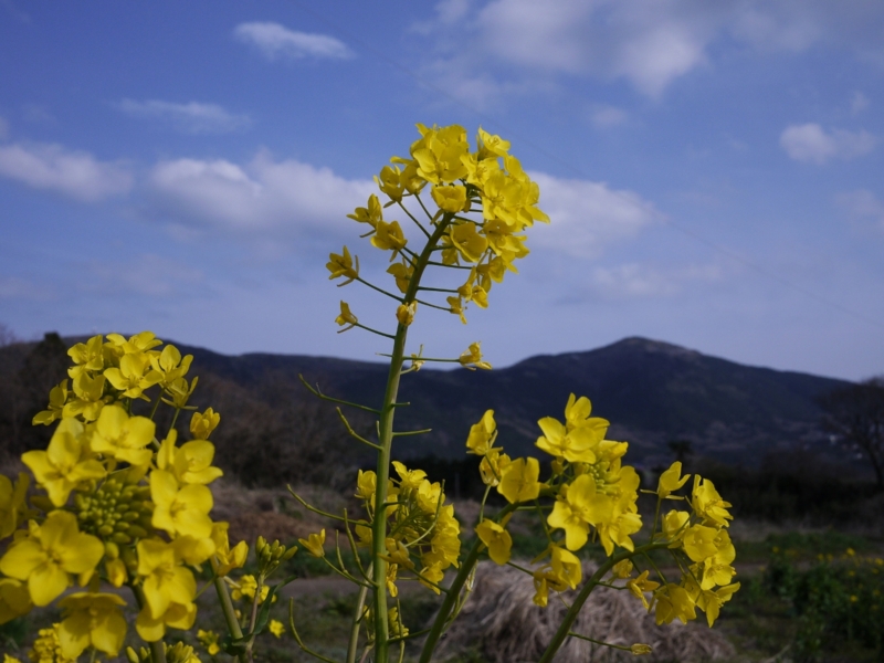 f:id:qshiro:20120402151631j:image:w360