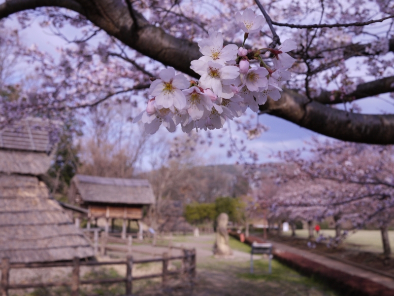 f:id:qshiro:20120402161505j:image:w360