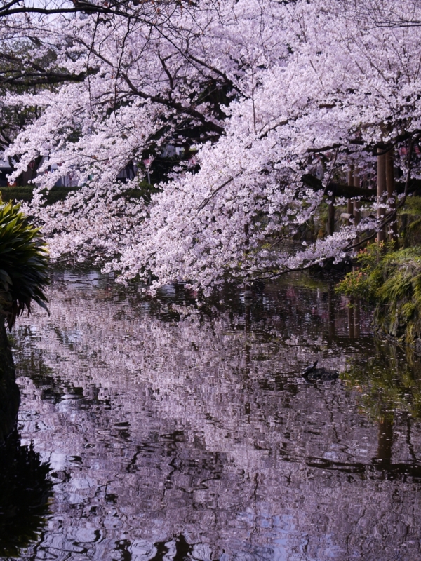 f:id:qshiro:20120408083036j:image:w360