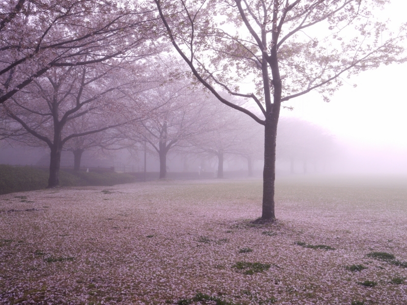 f:id:qshiro:20120412063504j:image:w360