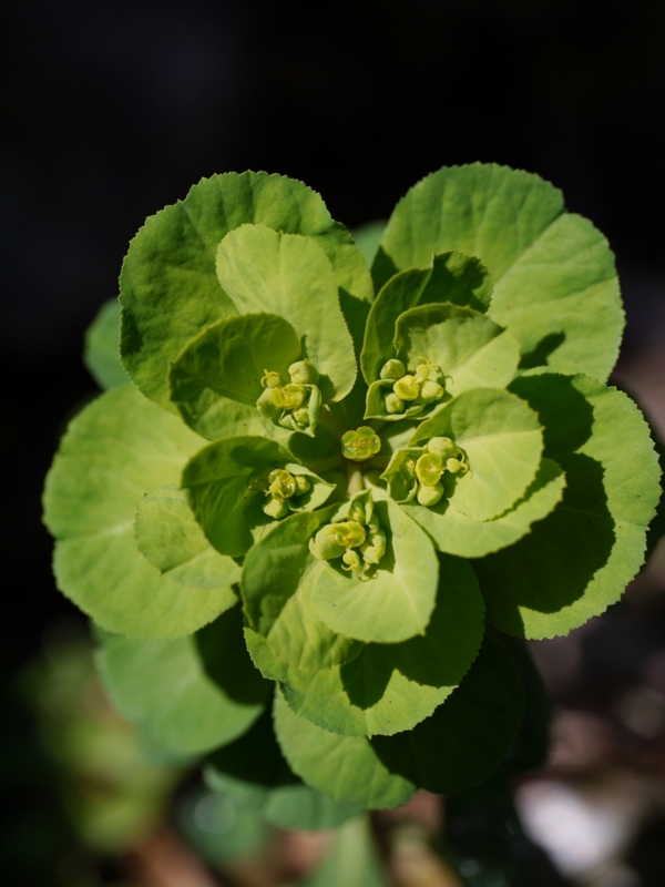 f:id:qshiro:20120412091159j:image:w360