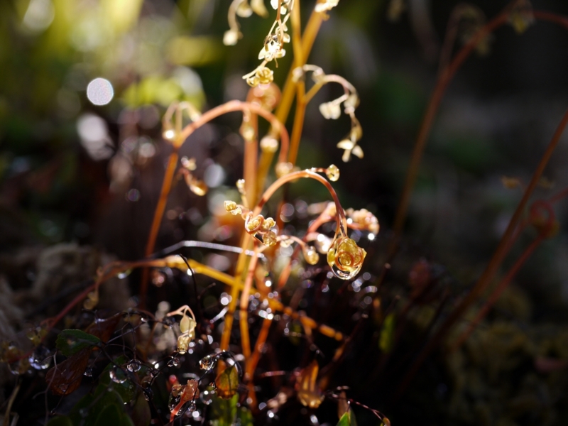 f:id:qshiro:20120412091819j:image:w360