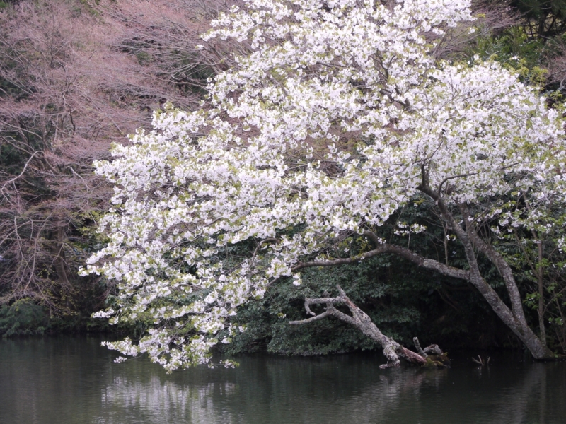 f:id:qshiro:20120417150956j:image:w360