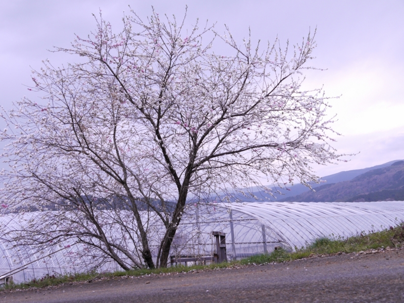 f:id:qshiro:20120417151520j:image:w360