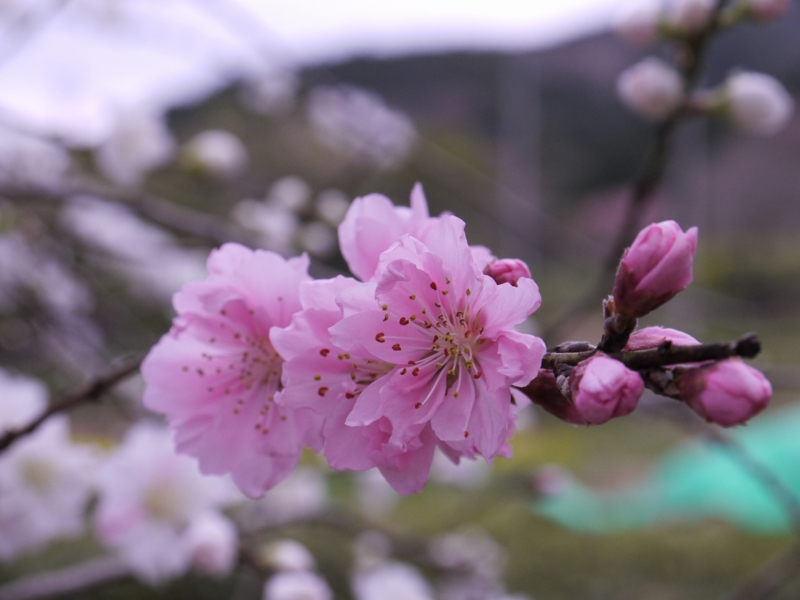 f:id:qshiro:20120417151609j:image:w360