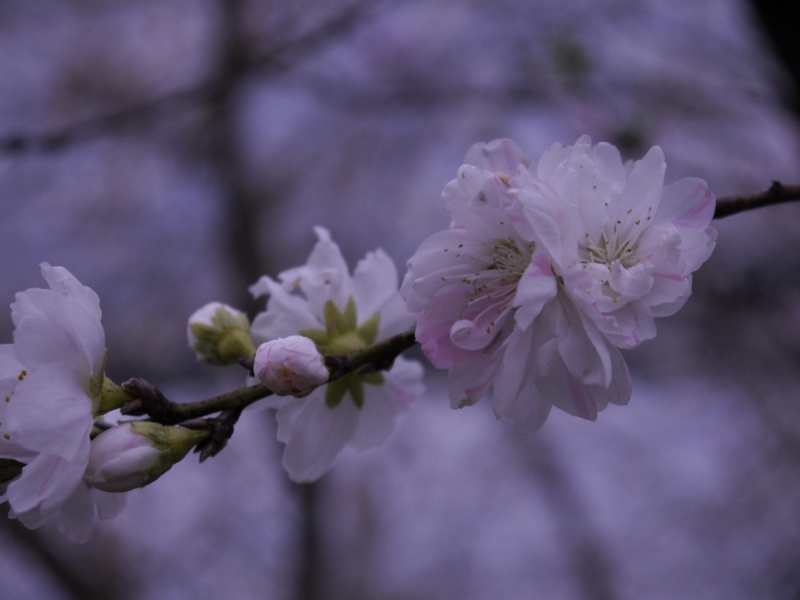 f:id:qshiro:20120417151712j:image:w360