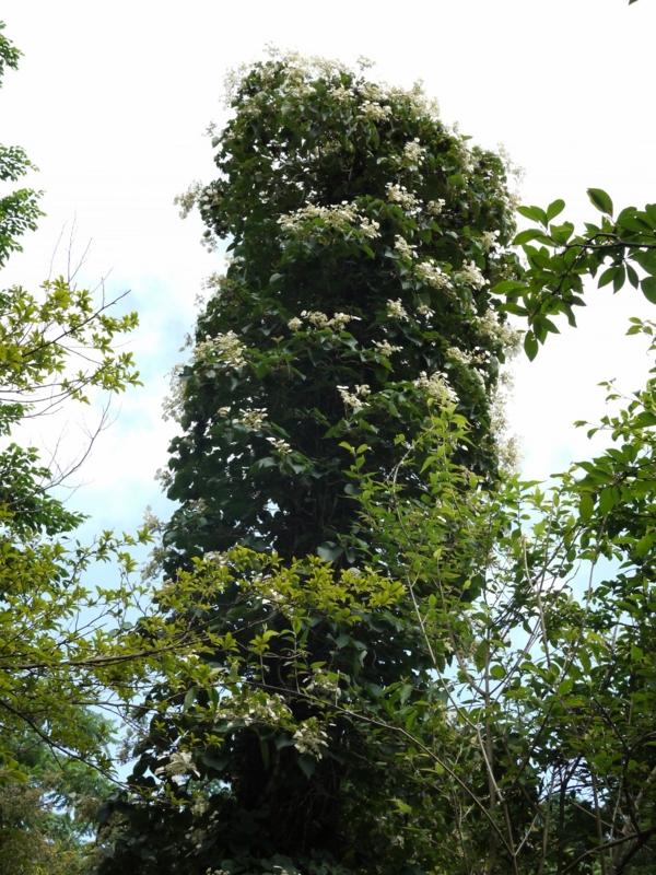 f:id:qshiro:20120709201706j:image:w360