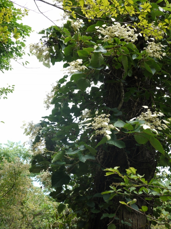 f:id:qshiro:20120709201707j:image:w360