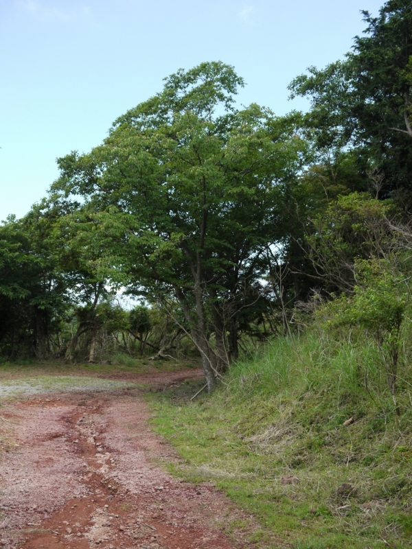 f:id:qshiro:20120709201708j:image:w360