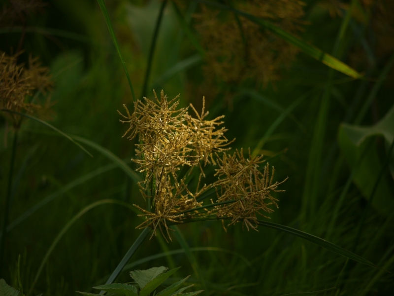 f:id:qshiro:20120731202015j:image:w360