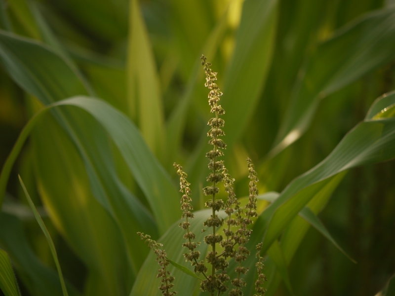 f:id:qshiro:20120731202016j:image:w360