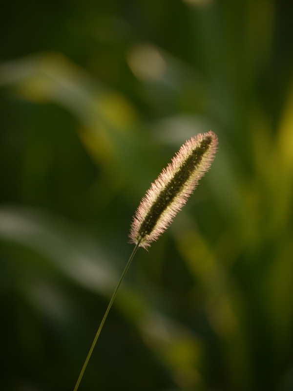 f:id:qshiro:20120731202017j:image:w360