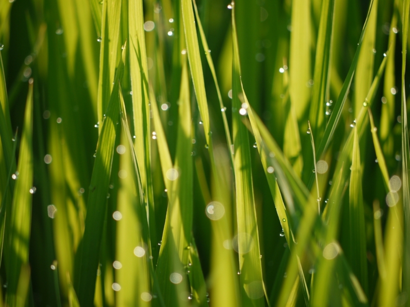 f:id:qshiro:20120802061105j:image:w360