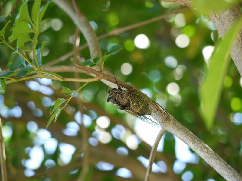 f:id:qshiro:20120802163547j:image:w360