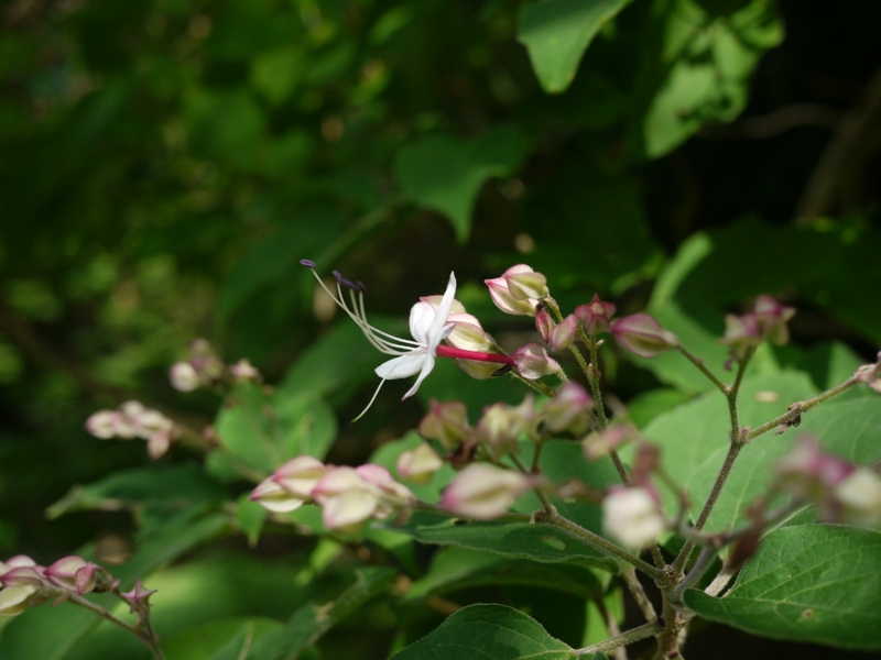 f:id:qshiro:20120808165412j:image:w360