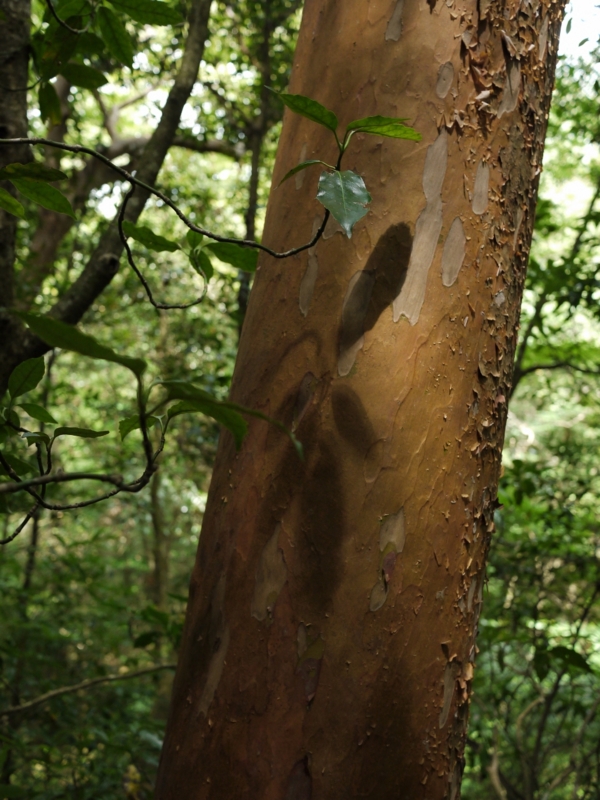 f:id:qshiro:20120808165413j:image:w360