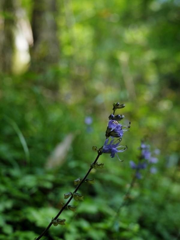 f:id:qshiro:20120808165414j:image:w360