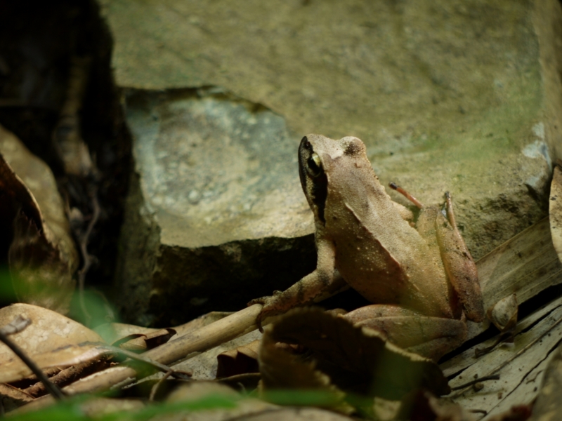 f:id:qshiro:20120808165416j:image:w360