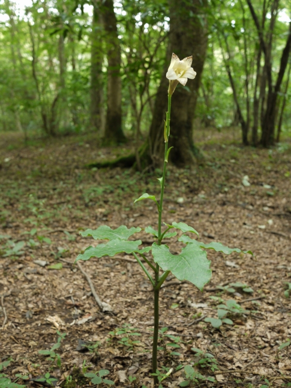 f:id:qshiro:20120808165418j:image:w360