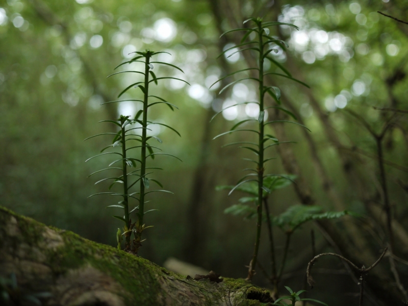 f:id:qshiro:20120808165419j:image:w360